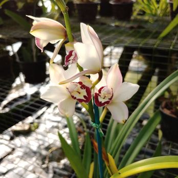 Henley's Private Tours - One example of the amazing gardens in NOLA. - Architectural Tours Near Me - Marrero, Louisiana