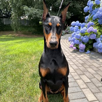 Allettare Dobermans - Pet Breeders Near Me