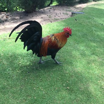 Burger Shack - Rooster by our table. - Burgers Near Me - Kapalua, Hawaii Burger Shack - Rooster by our table. - Burgers Near Me - Kapalua, Hawaii