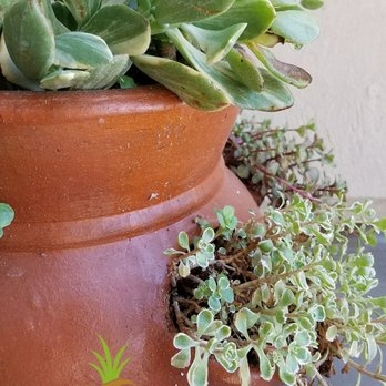 Green Desert Landscape Maintenance - a potted plant - Landscaping Near Me - Hurricane, Utah Green Desert Landscape Maintenance - a potted plant - Landscaping Near Me - Hurricane, Utah