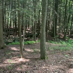 Kidder Brook Trail - Beautiful forest