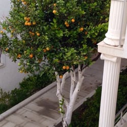 Bodrum Maya Otel - Orange tree outside my room