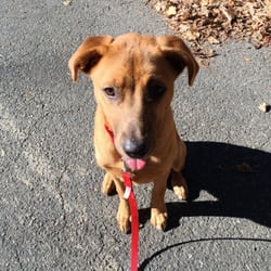The Perfect Pup