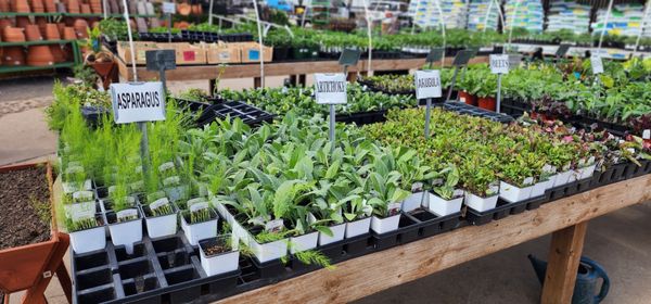 Green's Produce and Plants by null