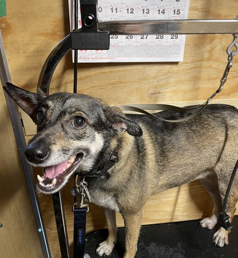 ROYAL PAWPARRAZI DOG GROOMING BY PRINCE AND RILEY Jackson, Tennessee