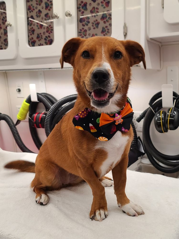 LOVABLE PUPPY SPA Updated September 2024 21 Photos Byram Township