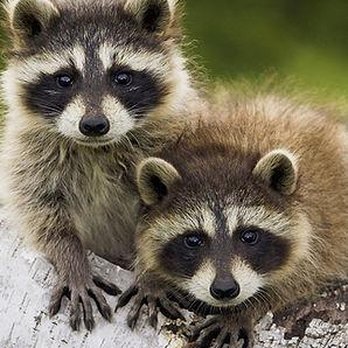 Trash Panda Sanitation - Recycling Center Near Me - Gregory, Michigan