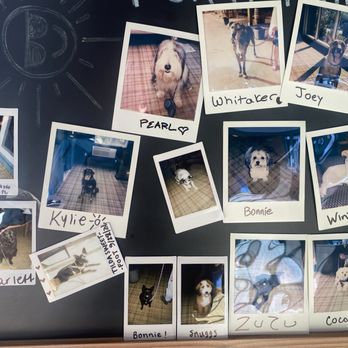 Outbound Stowe - Dog Guest Polaroid Wall - Hotels Near Me - Stowe, Vermont