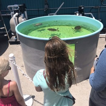 Texas Sealife Center - More sea turtles outside - Community Service/Non-Profit Near Me - Corpus Christi, Texas Texas Sealife Center - More sea turtles outside - Community Service/Non-Profit Near Me - Corpus Christi, Texas