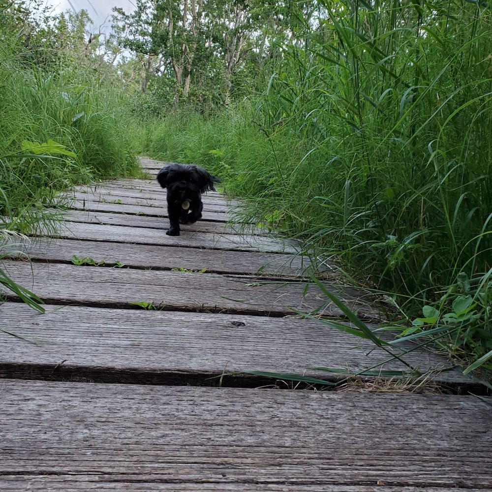 Potter Creek Trailhead - Here comes Mylie. - Hiking Near Me - Anchorage, Alaska Potter Creek Trailhead - Here comes Mylie. - Hiking Near Me - Anchorage, Alaska