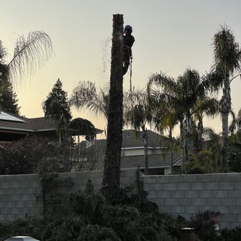 N & J Tree Service - Tree Services Near Me - Bakersfield, California N & J Tree Service - Tree Services Near Me - Bakersfield, California