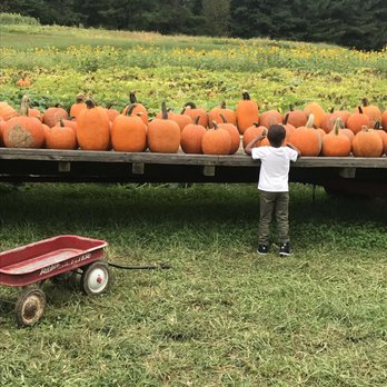 Queen Anne Farm - Pumpkins!!! - Farms Near Me - Mitchellville, Maryland Queen Anne Farm - Pumpkins!!! - Farms Near Me - Mitchellville, Maryland