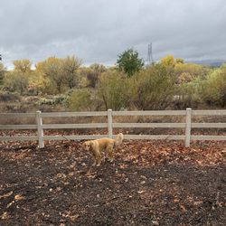 San Francisquito Creek Trail - The golden raisin soaking in the pre-heat drop aesthetics.