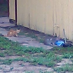 Humane Society of Highlands County - Momma Kitty, Smokey and other ferals 3