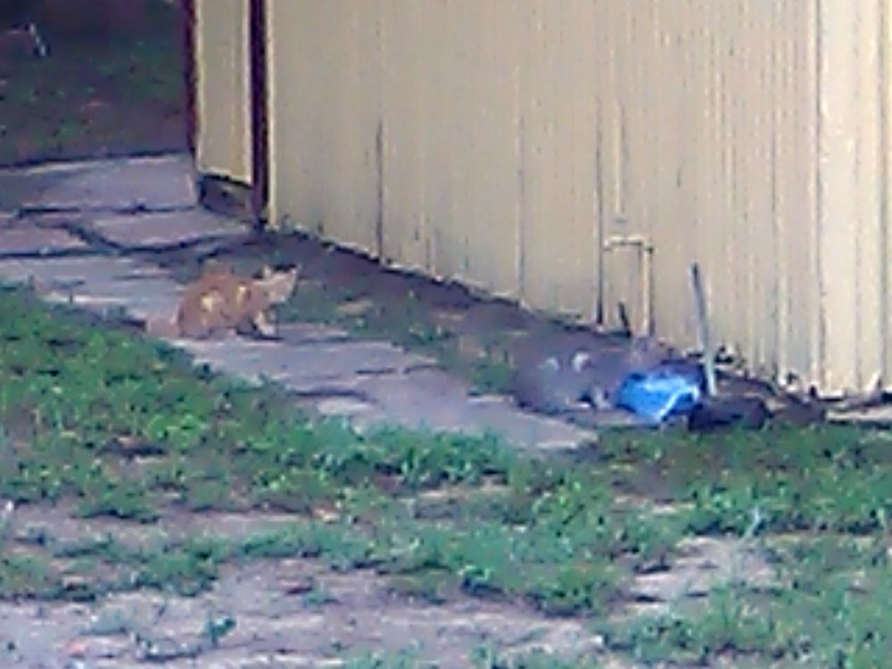 Humane Society of Highlands County Image