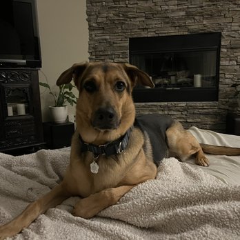 A Better Chance Rescue - Rumi, a curious couch potato - Pet Adoption Near Me A Better Chance Rescue - Rumi, a curious couch potato - Pet Adoption Near Me