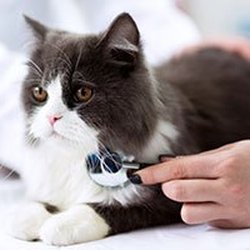 Midway Mobile Veterinary Service