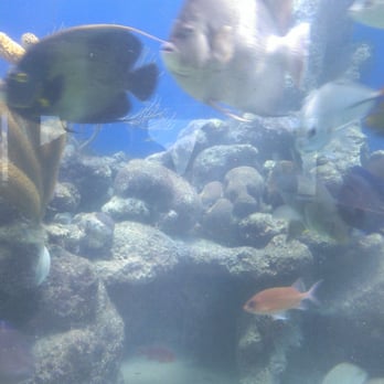 Coral World Ocean Park - Aquariums Near Me - St Thomas, Virgin Islands Coral World Ocean Park - Aquariums Near Me - St Thomas, Virgin Islands