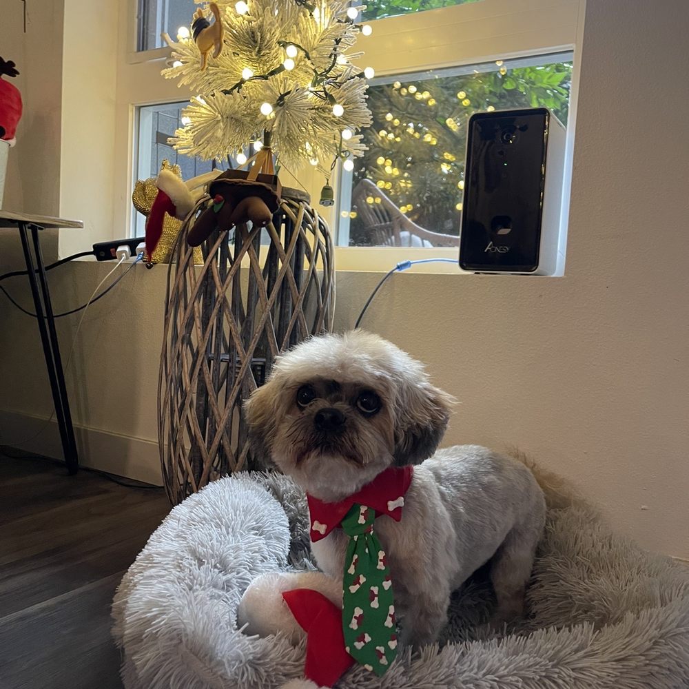 Bubble’s Dog Grooming - Leo ready for Christmas With his new fresh fade - Pet Groomers Near Me - Oakland, California Bubble’s Dog Grooming - Leo ready for Christmas With his new fresh fade - Pet Groomers Near Me - Oakland, California