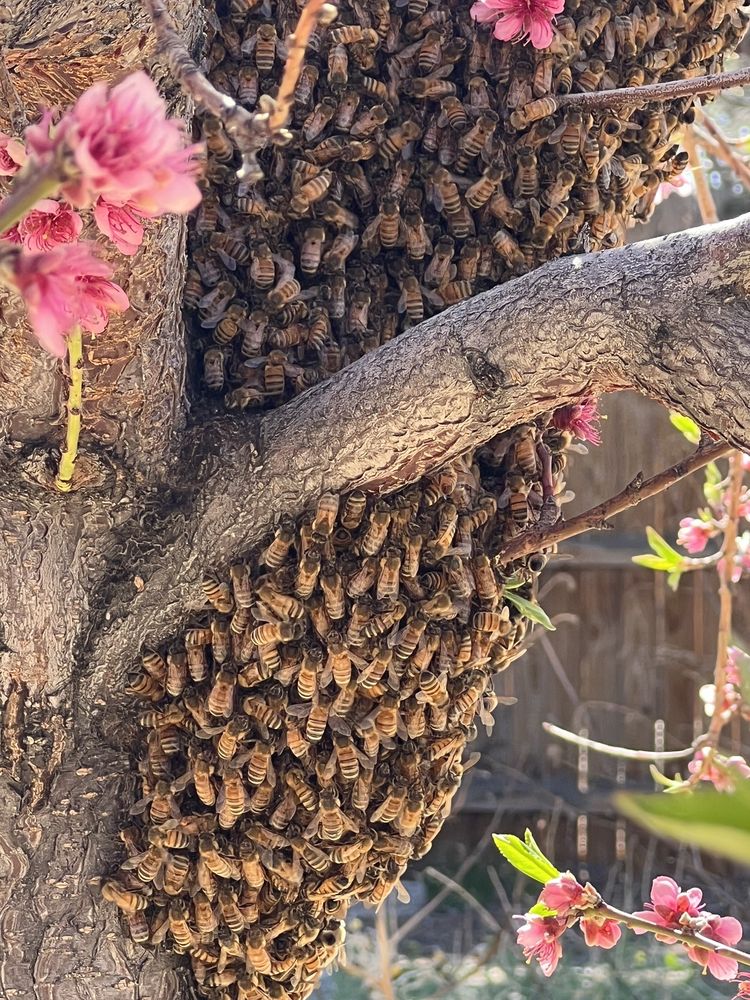 Altura Honey - beekeeping in Albuquerque, NM