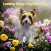 Looking Sharp Dog Grooming gift card
