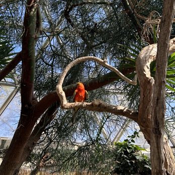 Bloedel Conservatory - Botanical Gardens Near Me - Vancouver, British Columbia