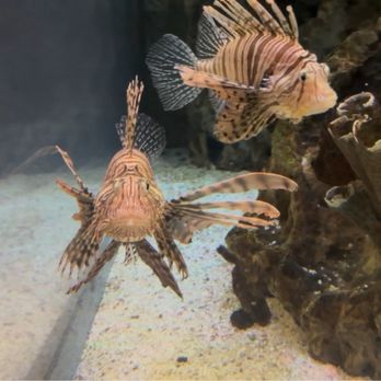 Shark Reef Aquarium at Mandalay Bay - Lionfish - Aquariums Near Me - Las Vegas, Nevada