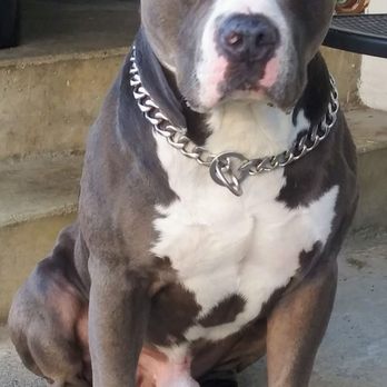 Aborn Pet Clinic - RIP Rocky Victa! - Veterinarians Near Me - San Jose, California Aborn Pet Clinic - RIP Rocky Victa! - Veterinarians Near Me - San Jose, California