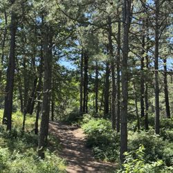 Albany Pine Bush Preserve