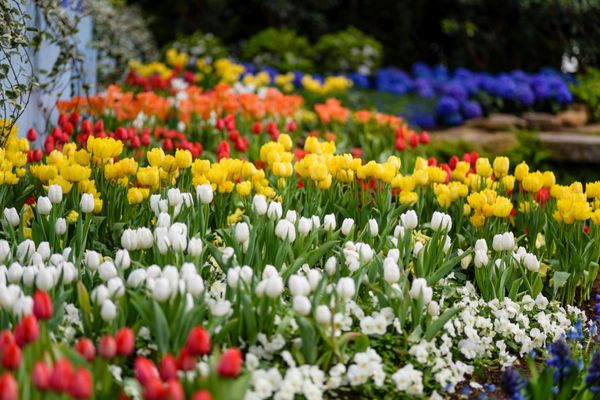 Phipps Conservatory and Botanical Gardens by null