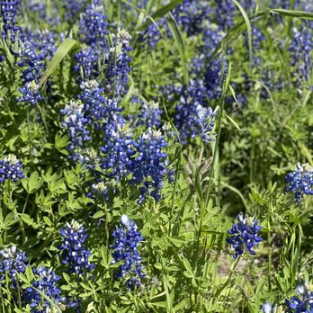 Sugar Ridge Winery - a field of bluebonnets - Wine Tours Near Me - Ennis, Texas Sugar Ridge Winery - a field of bluebonnets - Wine Tours Near Me - Ennis, Texas