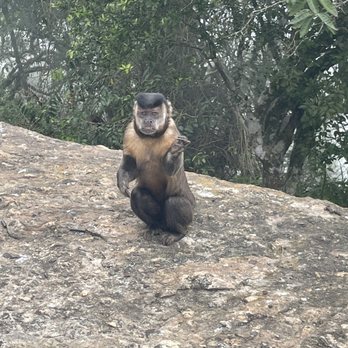 Cristo Redentor - Corcovado - Monkey - Landmarks & Historical Buildings Near Me - Rio de Janeiro, RJ