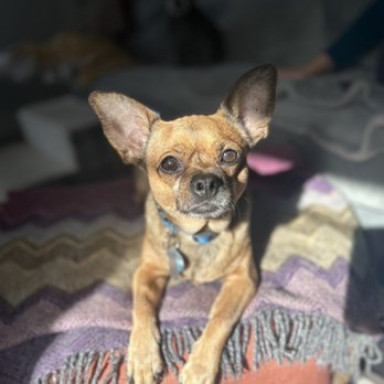 Fetch - Mr. Leroy Sunny Brown....we LOVE Fetch! - Emergency Pet Hospital Near Me - Greenville, South Carolina