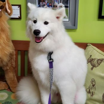 Blue Ribbon Pet Salon - Sasha after her session! - Pet Groomers Near Me - Virginia Beach, Virginia Blue Ribbon Pet Salon - Sasha after her session! - Pet Groomers Near Me - Virginia Beach, Virginia