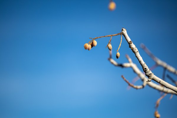 McGinn's PistachioLand by null