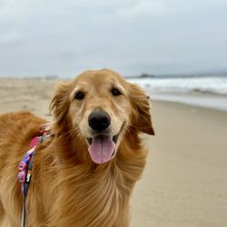 Santa Monica State Beach - ThePreciousGemma