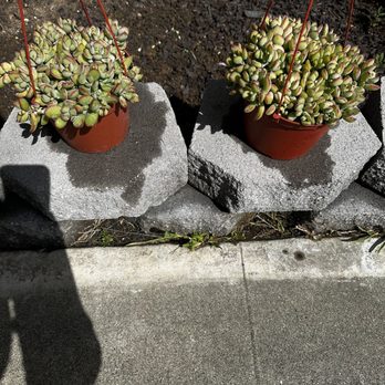11:1 Succulent Nursery - 10 each - Nurseries & Gardening Near Me - Whittier, California 11:1 Succulent Nursery - 10 each - Nurseries & Gardening Near Me - Whittier, California