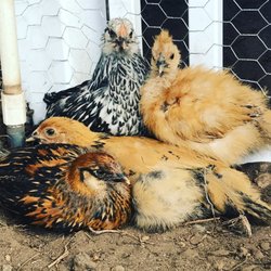 Carter's Hay & Grain - Hen Solo, Gaia, Natalia, and Penelope