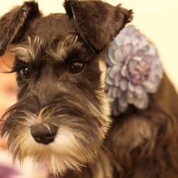 Happy Dog Spa - My Miniature Schnauzer looks adorable with her flower accessory! The size is perfect, so she can't take it off.