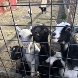 Goats! :) Goats! :)