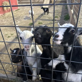 Jerry Smith Pumpkin Farm - Goats! :) - Pumpkin Patches Near Me - Kenosha, Wisconsin