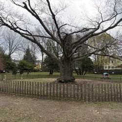 East Providence Public Library - Huge tree in outdoor play area