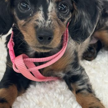 Lora Wengerd - Lyra - Pet Breeders Near Me Lora Wengerd - Lyra - Pet Breeders Near Me