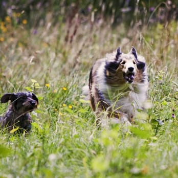 Hundherum - Dog Walkers Near Me - Offenbach am Main, HE Hundherum - Dog Walkers Near Me - Offenbach am Main, HE