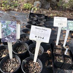 Doak Creek Native Plant Nursery