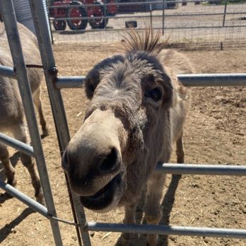 Superstition Farm - Cute donkey - Farmers Market Near Me - Mesa, Arizona