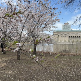 Jackson Park - Cherry Blossoms - Parks Near Me - Chicago, Illinois