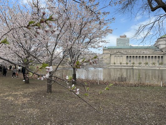 Jackson Park by null