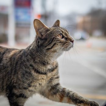 The Catmosphere - Pet Adoption Near Me - Terre Haute, Indiana