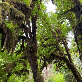 HOH RAINFOREST - Updated October 2024 - 630 Photos & 66 Reviews - 18113 ...